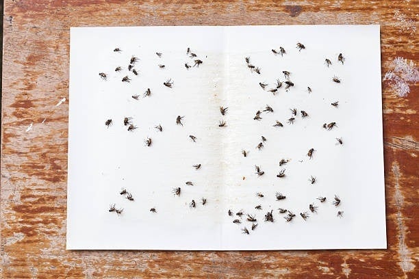 الذباب في المنزل